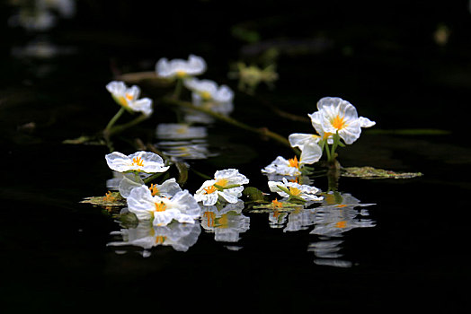 海菜花