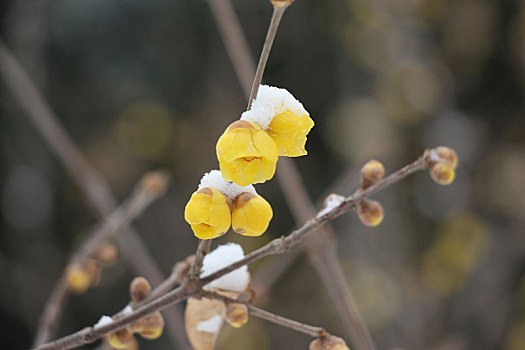 迎春花