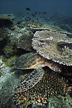 绿海龟,龟类,休息,下方,石台,珊瑚,礁石,濒危,西巴丹岛,岛屿,西里伯斯海,婆罗洲
