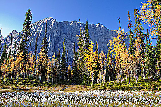 落叶松属植物,库特尼国家公园,不列颠哥伦比亚省,加拿大