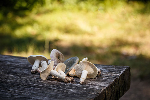 蘑菇,木桌子