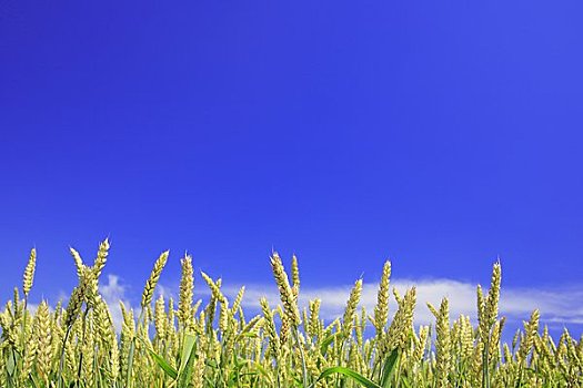 小麦,蓝天