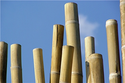 竹子,节茎植物