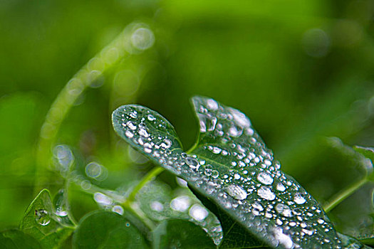 雨后,露珍珠