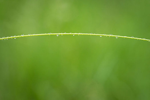 水滴,雨滴