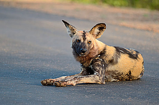 非洲野狗,非洲猎犬,非洲,涂绘,狗,躺着,道路,警惕,克鲁格国家公园,南非