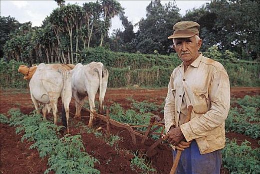 老人,农民,地点,犁,牛,圣地亚哥,拉斯维加斯,古巴,中美洲