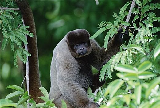 猴子,坐,树上,亚马逊河,生态系统,巴西