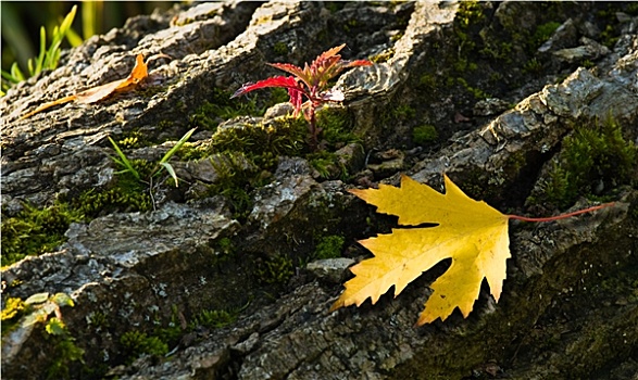 树皮,秋天,树,植物,叶子