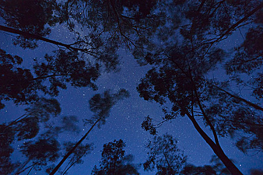 橡胶树,桉树,树林,银河,新南威尔士,澳大利亚