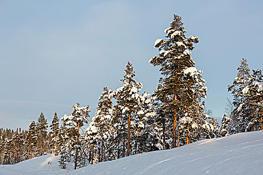 积雪,树,靠近,拉普兰,芬兰,欧洲