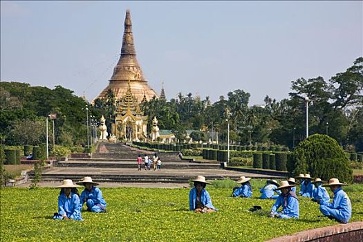 缅甸,仰光,园丁,地面,金庙,印度,惊恐,佛教,场所
