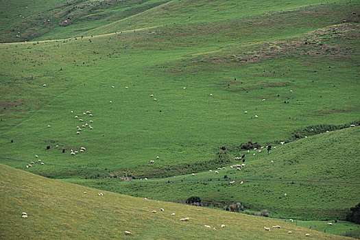 新西兰,南岛,靠近,绵羊,草场