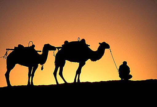 剪影,骆驼,驼队,沙漠,黎明,敦煌,甘肃,丝绸之路,中国