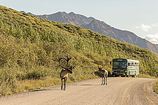 巴士,北美驯鹿