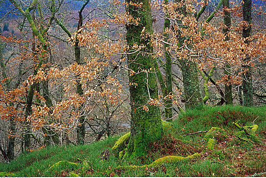 山毛榉,树林,特罗萨克斯山,苏格兰