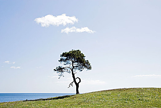 松树,山,海洋,瑞典