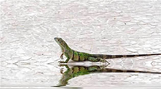 鬣蜥蜴,紧张,水池