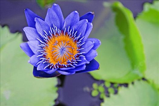 紫罗兰,荷花,睡莲属植物