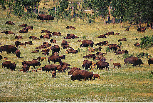 牧群,野牛,卡斯特州立公园,南达科他,美国