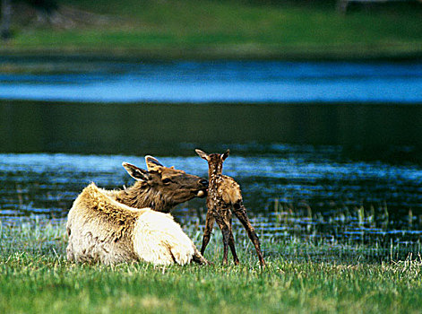 诞生,麋鹿,幼兽,黄石国家公园