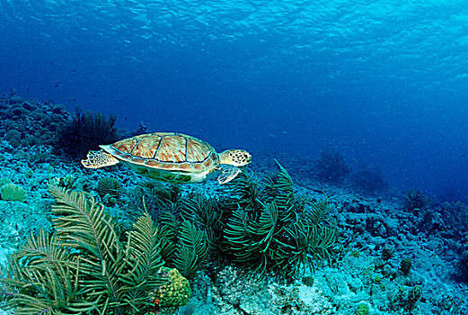 绿海龟,龟类,博奈尔岛,荷属列斯群岛,加勒比海