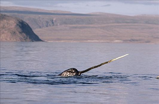 独角鲸,一角鲸,平面,巴芬岛,加拿大