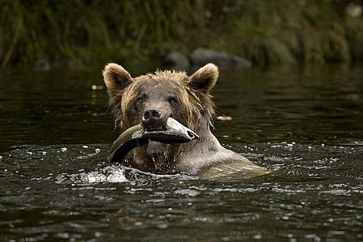 女青年,大灰熊,太平洋,粉色,三文鱼,嘴,河,不列颠哥伦比亚省,加拿大