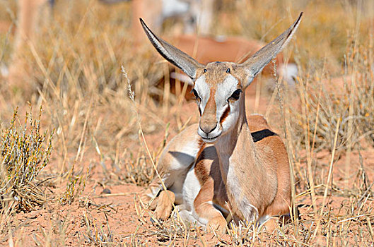 幼兽,跳羚,卧,干草,警惕,卡拉哈迪大羚羊国家公园,北开普,南非,非洲