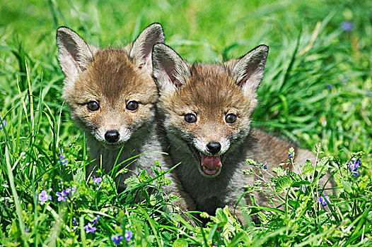红狐,狐属,幼仔,坐,花,诺曼底