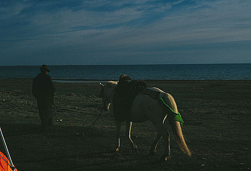 青海湖畔散马