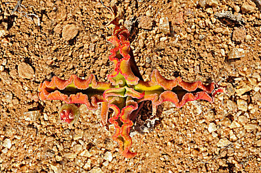 松叶菊属,番杏科,格格普自然保护区,纳马夸兰,南非,非洲