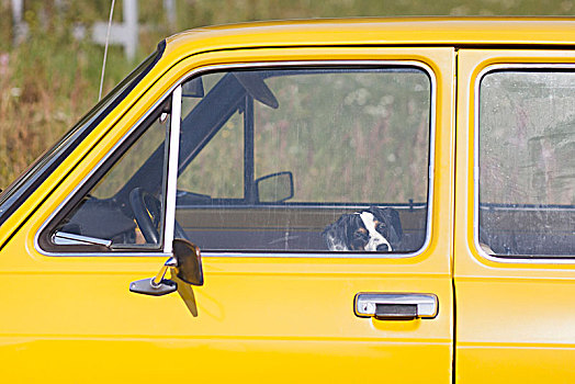 狗,坐,黄色,汽车,晴天