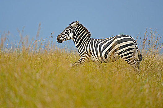斑马,马,草,马赛马拉国家保护区,肯尼亚,非洲