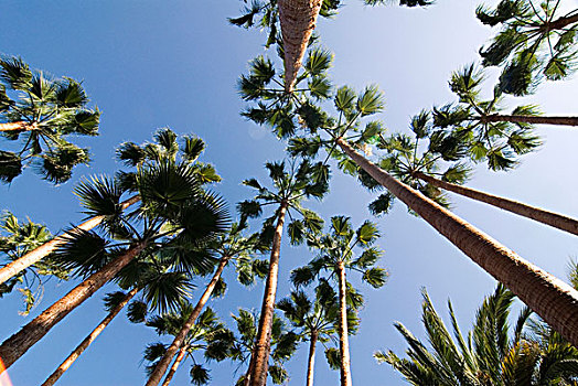 棕榈树,树,岛屿,帕尔玛,西班牙,欧洲