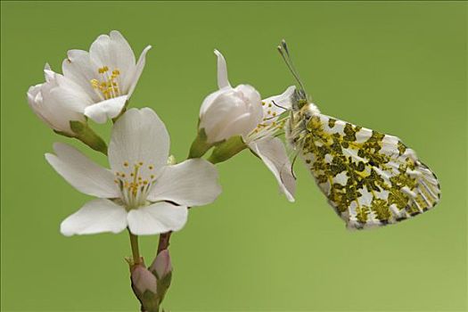 红襟粉蝶,蝴蝶,女性,花,荷兰