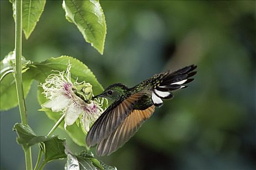 蜂鸟,西番莲,蒙特维多云雾森林自然保护区,哥斯达黎加