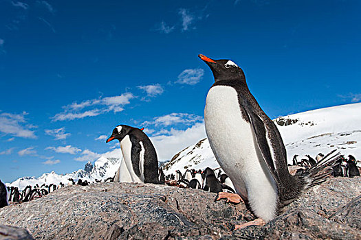 南极,岛屿,巴布亚企鹅,站立,空,石头,积雪,栖息地