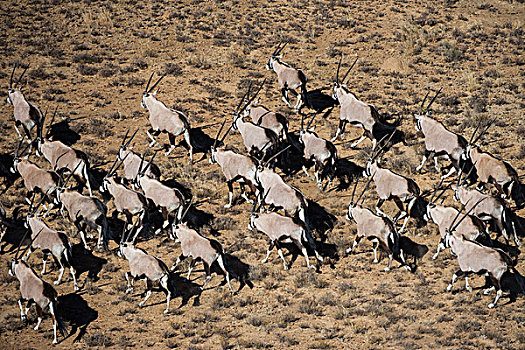 南非大羚羊,羚羊,游戏,牧场,南非
