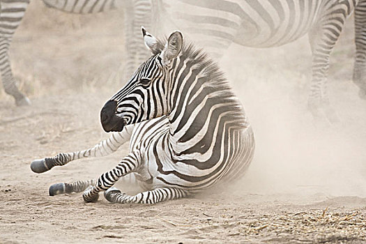 非洲,坦桑尼亚,斑马,塔兰吉雷国家公园