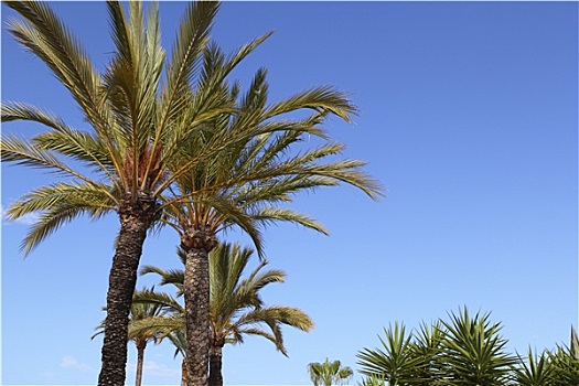 棕榈树,蓝天