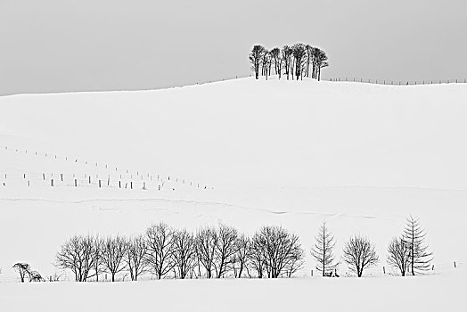 积雪,冬季风景,小,矮林,远景,山