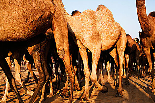 牧群,骆驼,普什卡,拉贾斯坦邦,印度