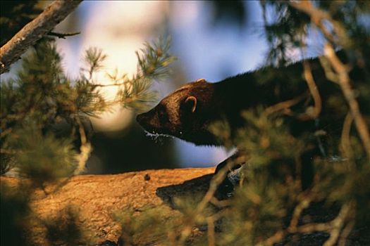 狼獾,树林,瑞典