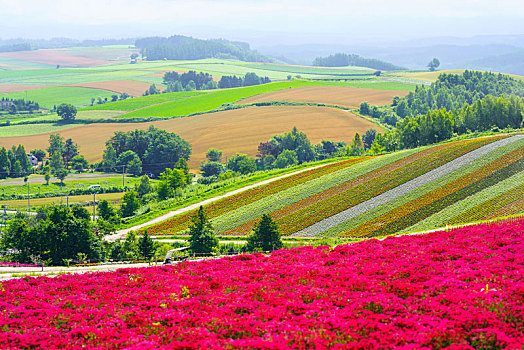 花圃,北海道,日本