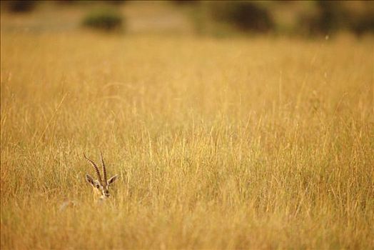 汤氏瞪羚,隐藏,高草,马赛马拉国家保护区,肯尼亚