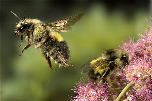 大黄蜂,熊蜂,一对,收集,花蜜,花,破损,翼,飞,成年,破旧,蜜蜂,靠近,德斯舒茨国家森林,俄勒冈