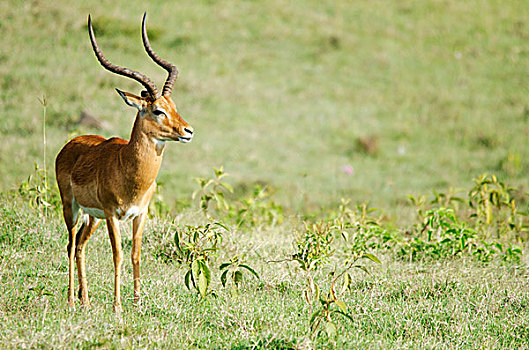 肯尼亚,纳库鲁湖国家公园,黑斑羚