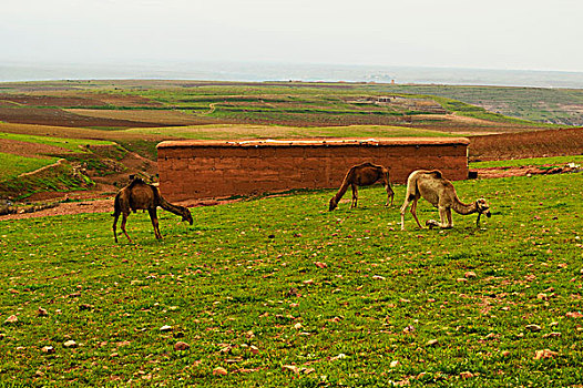 放牧骆驼,在景观,附近的,传统的,柏柏尔,国家,高阿特拉斯,摩,非洲