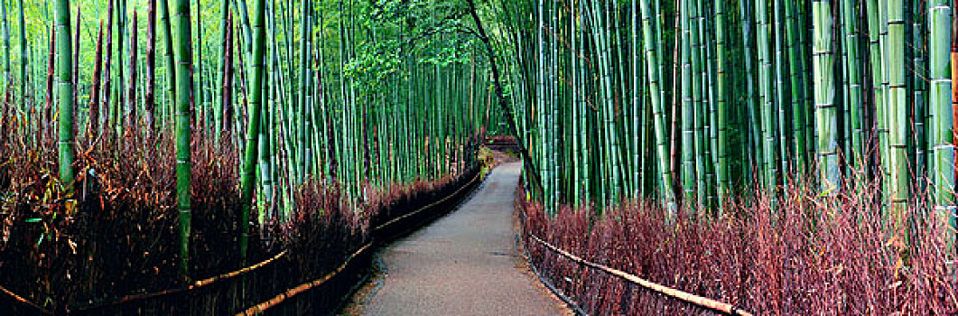 竹林,全景,岚山,京都,日本